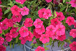 HeadlinerStrawberry Sky Petunia (Petunia 'KLEPH22668') at Lakeshore Garden Centres