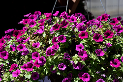 Headliner Electric Purple Sky Petunia (Petunia 'KLEPH20513') at Lakeshore Garden Centres