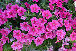 Headliner Lipstick Petunia (Petunia 'KLEPH17318') at Lakeshore Garden Centres