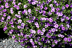 MiniFamous Neo Double Amethyst Calibrachoa (Calibrachoa 'KLECA09208') at Lakeshore Garden Centres