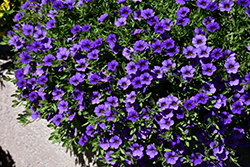 MiniFamous Neo Blue Calibrachoa (Calibrachoa 'KLECA12236') at Lakeshore Garden Centres