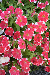 Headliner Red Star Petunia (Petunia 'KLEPH14232') at Lakeshore Garden Centres