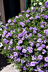 MiniFamous Neo Double Silver Blue Calibrachoa (Calibrachoa 'KLECA16364') at Lakeshore Garden Centres