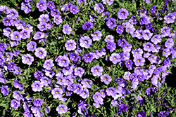MiniFamous Neo Light Blue Calibrachoa (Calibrachoa 'MiniFamous Neo Light Blue') at Lakeshore Garden Centres