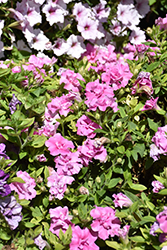 Vogue Pink Double Petunia (Petunia 'Balvogink') at Lakeshore Garden Centres