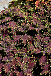Limewire Coleus (Solenostemon scutellarioides 'Limewire') at Lakeshore Garden Centres