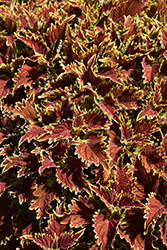 Copperhead Coleus (Solenostemon scutellarioides 'Copperhead') at Lakeshore Garden Centres