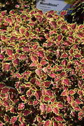 TrailBlazer Glory Road Coleus (Solenostemon scutellarioides 'Baltazlord') at Lakeshore Garden Centres