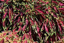 Spitfire Coleus (Solenostemon scutellarioides 'Spitfire') at Lakeshore Garden Centres