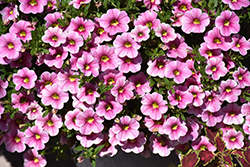 Cabaret Strawberry Parfait Calibrachoa (Calibrachoa 'Balcabpar') at Lakeshore Garden Centres