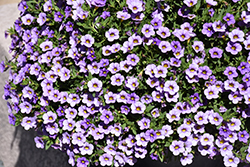 Conga Lavender Calibrachoa (Calibrachoa 'Balcongavim') at Lakeshore Garden Centres