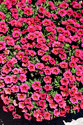 Conga Cherry Calibrachoa (Calibrachoa 'Balcongery') at Lakeshore Garden Centres