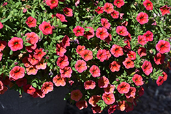 Conga Red Calibrachoa (Calibrachoa 'Balcongedi') at Lakeshore Garden Centres