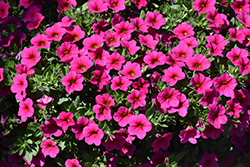 Conga Rose Calibrachoa (Calibrachoa 'Balcongroi800') at Lakeshore Garden Centres
