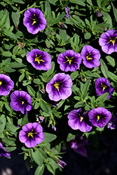 Conga Purple Star Calibrachoa (Calibrachoa 'Balcongplar') at Lakeshore Garden Centres