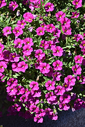 Cabaret Pink Star Calibrachoa (Calibrachoa 'Balcabinsta') at Lakeshore Garden Centres