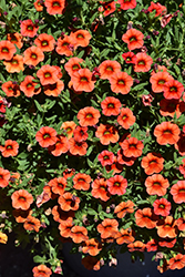 Cha-Cha Orange Calibrachoa (Calibrachoa 'Balchaora') at Lakeshore Garden Centres