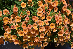 Cha-Cha Tangerine Calibrachoa (Calibrachoa 'Balchatang') at Lakeshore Garden Centres