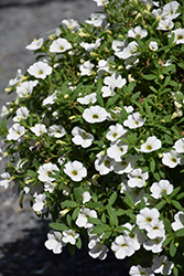 Cabaret Bright White Calibrachoa (Calibrachoa 'Balcabriw') at Lakeshore Garden Centres