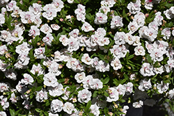 MiniFamous Uno Double White + Pink Whirl Calibrachoa (Calibrachoa 'MiniFamous Uno Double White Pink Whirl') at Lakeshore Garden Centres
