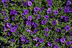 MiniFamous Neo Double Dark Blue Calibrachoa (Calibrachoa 'KLECA15269') at Lakeshore Garden Centres