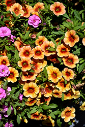 MiniFamous Neo Orange + Red Eye Calibrachoa (Calibrachoa 'KLECA16334') at Lakeshore Garden Centres
