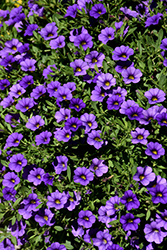 MiniFamous Neo Blue Calibrachoa (Calibrachoa 'KLECA12236') at Lakeshore Garden Centres