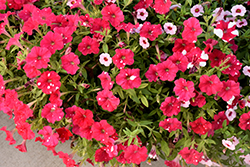 HeadlinerStrawberry Sky Petunia (Petunia 'KLEPH22668') at Lakeshore Garden Centres
