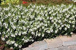 Archangel White Angelonia (Angelonia angustifolia 'Balarcwite') at Lakeshore Garden Centres