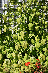 SolarTower Lime Sweet Potato Vine (Ipomoea batatas 'Balsotowlim') at Lakeshore Garden Centres