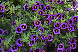 Cabaret Midnight Kiss Calibrachoa (Calibrachoa 'Balcabmiss') at Lakeshore Garden Centres