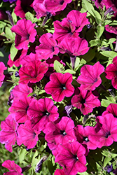 CannonBall Burgundy Petunia (Petunia 'Balcannurg') at Lakeshore Garden Centres