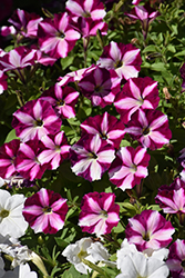 CannonBall Burgundy Star Petunia (Petunia 'Balcannburs') at Lakeshore Garden Centres