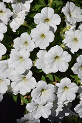 CannonBall White Petunia (Petunia 'Balcannite') at Lakeshore Garden Centres