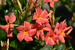 Diamantina Coral Orange Sunrise Mandevilla (Mandevilla 'LANOKLAHOMA') at Lakeshore Garden Centres