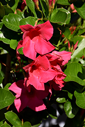 Diamantina Tourmaline Fuchsia Bush Mandevilla (Mandevilla 'LANKENTUCKY') at Lakeshore Garden Centres