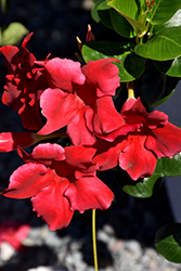 Diamantina Jade Red Bush Mandevilla (Mandevilla 'LANIOWA') at Lakeshore Garden Centres