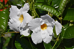 Diamantina Agate XXL White Mandevilla (Mandevilla 'LANARIZONA') at Lakeshore Garden Centres