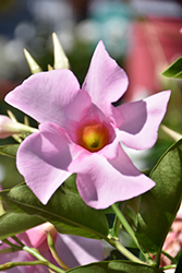 Diamantina Tourmaline Pink Bush Mandevilla (Mandevilla 'LANSOUTHCAROLINA') at Lakeshore Garden Centres