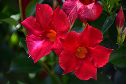 Diamantina Opal Red Mandevilla (Mandevilla 'LANNEVADA') at Lakeshore Garden Centres