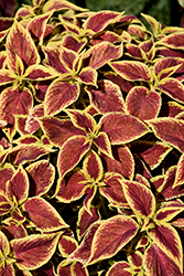 Crimson Gold Coleus (Solenostemon scutellarioides 'Crimson Gold') at Lakeshore Garden Centres