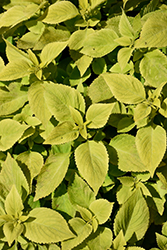 Premium Sun Lime Delight Coleus (Solenostemon scutellarioides 'Lime Delight') at Lakeshore Garden Centres