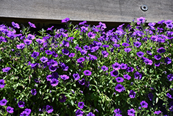 ColorRush Blue Petunia (Petunia 'Balcushlu') at Lakeshore Garden Centres