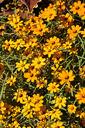 Star Gold Zinnia (Zinnia angustifolia 'Star Gold') at Lakeshore Garden Centres