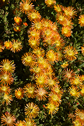 Delmara Orange Ice Plant (Delosperma 'Delmara Orange') at Lakeshore Garden Centres