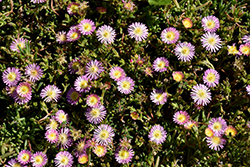 Delmara Pink Halo Ice Plant (Delosperma 'Delmara Pink Halo') at Lakeshore Garden Centres