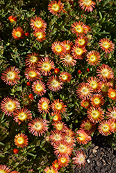 Delmara Red Ice Plant (Delosperma 'Delmara Red') at Lakeshore Garden Centres