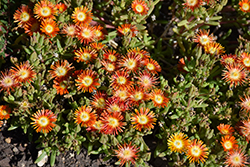 Wheels of Wonder Red Hot Wonder Ice Plant (Delosperma 'W1811') at Lakeshore Garden Centres