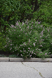 Pink Pinnacle Chaste Tree (Vitex agnus-castus 'V07-SC-OP-4') at Lakeshore Garden Centres