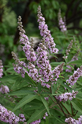 Pink Pinnacle Chaste Tree (Vitex agnus-castus 'V07-SC-OP-4') at Lakeshore Garden Centres
